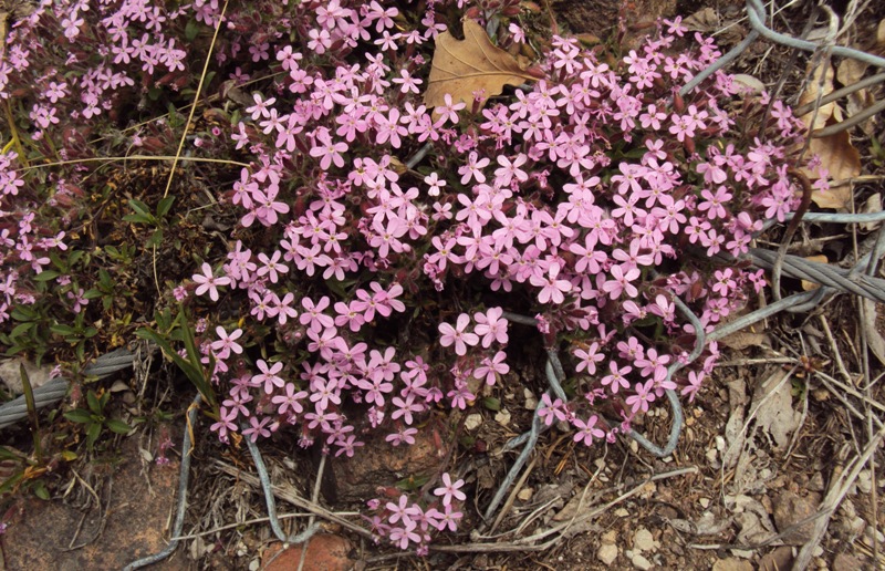 Dal Trentino - Saponaria ocymoides